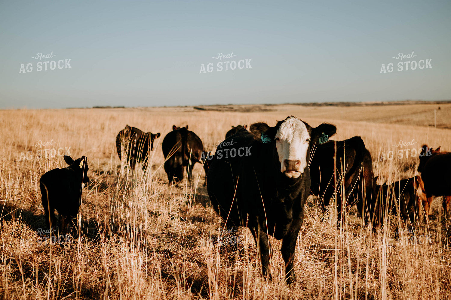 Cow-Calf in Pasture 77214
