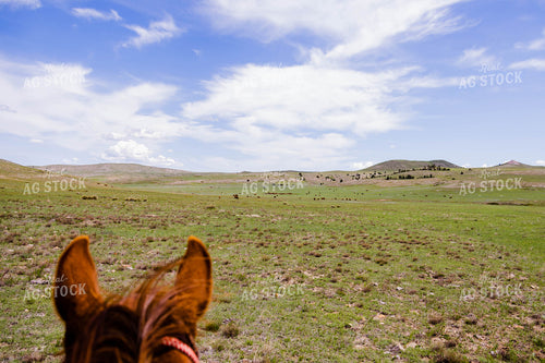 Red Angus Cattle Graze in Hilly Open Pasture Shot from Horseback 97165