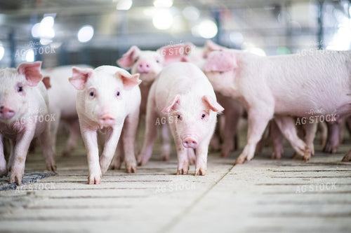 Piglets 168013