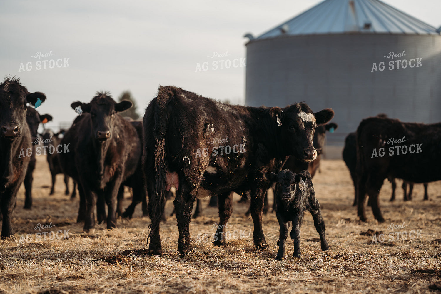 Cow Calf Pairs on Pasture 196240