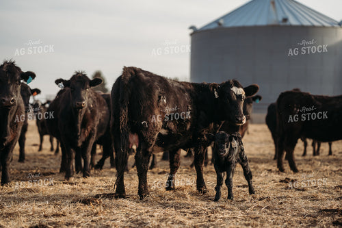 Cow Calf Pairs on Pasture 196240
