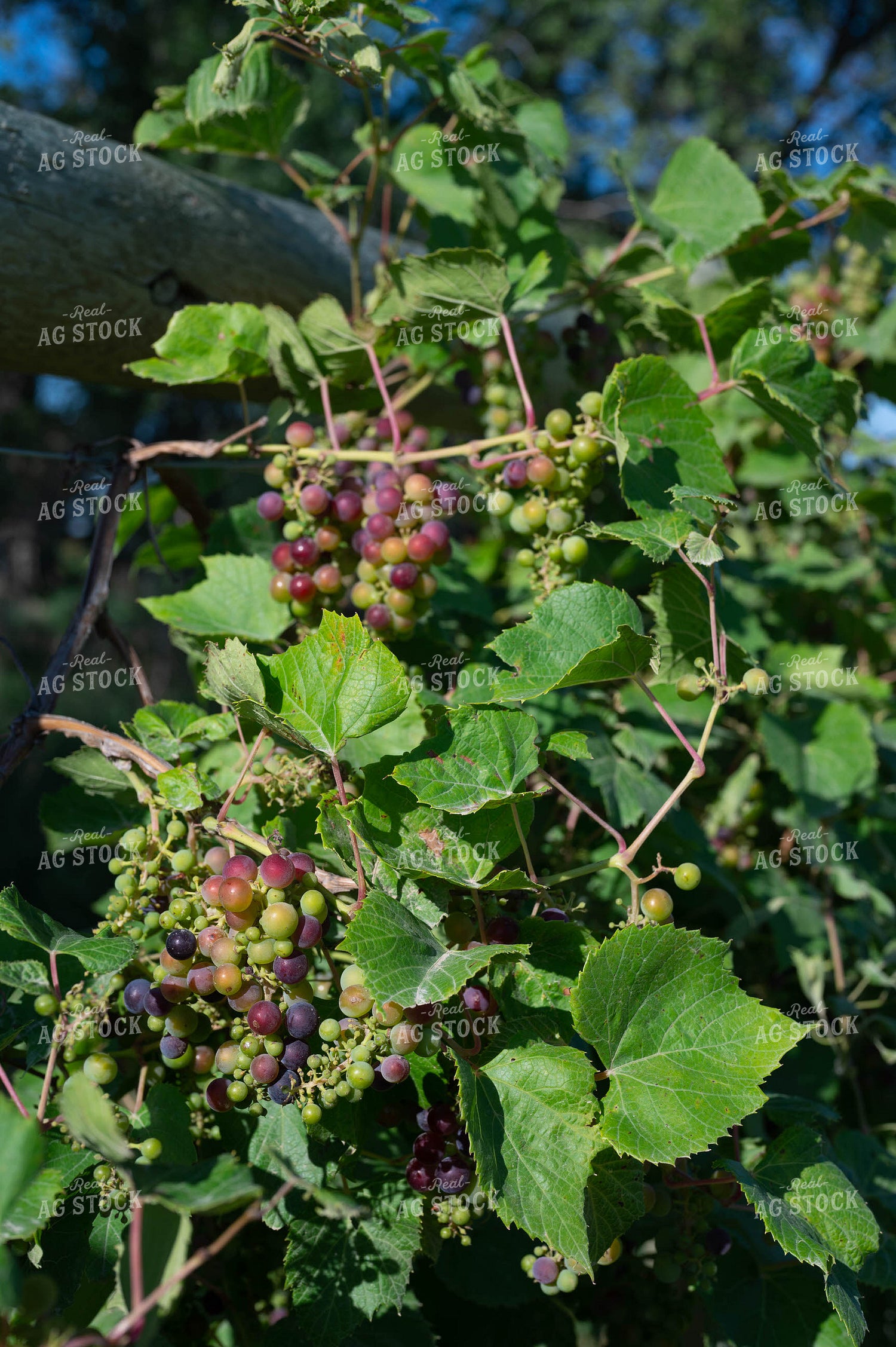 Grapes 185095