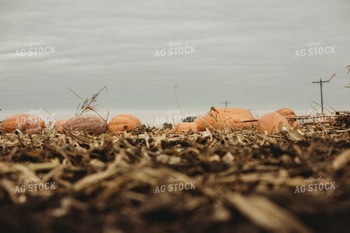Food Pumpkins 3545