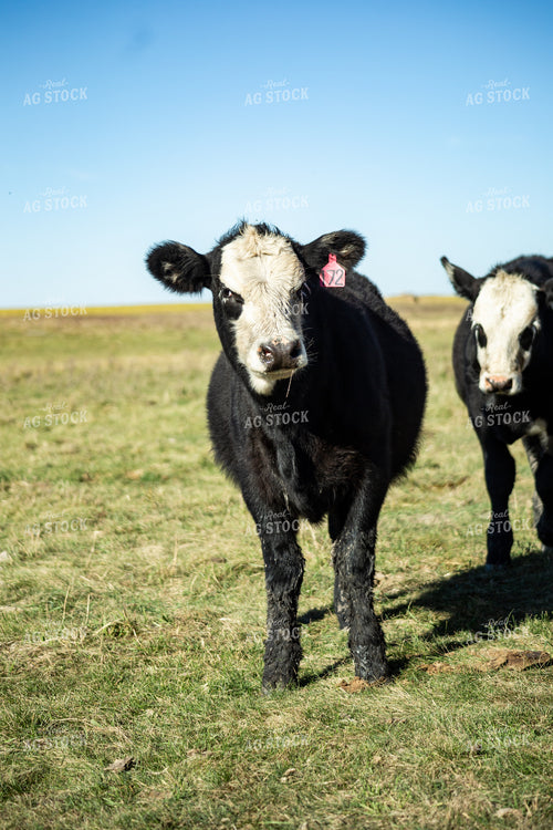 Cattle on Pasture 155321