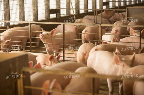 Pigs in Pens 3859