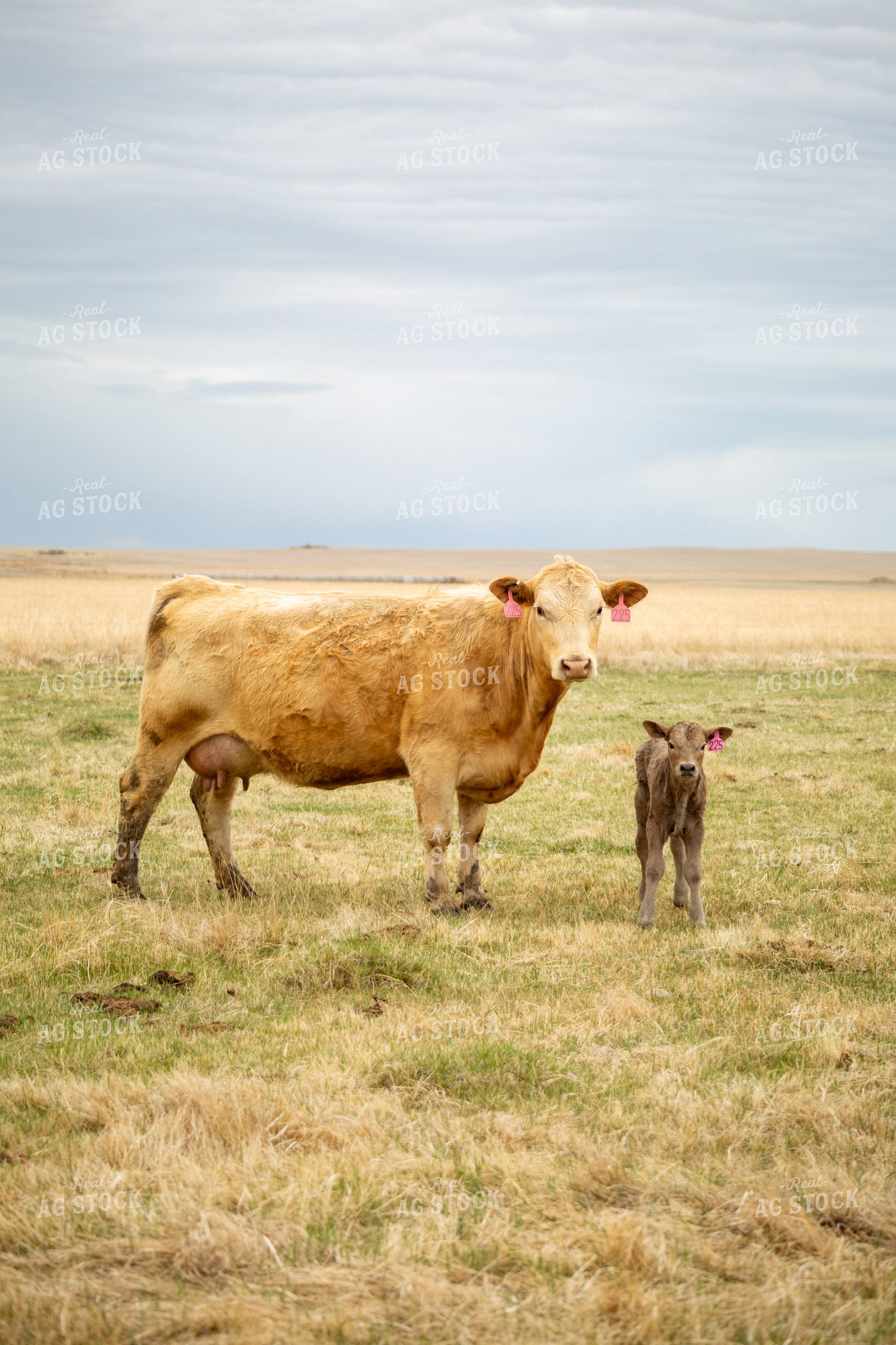 Cow Calf Pair 155708