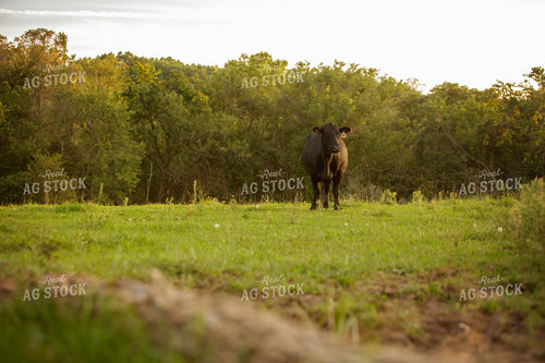 Cattle 2418