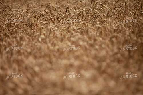 Wheat 2175