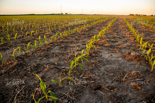Corn Field with Windmills 67116