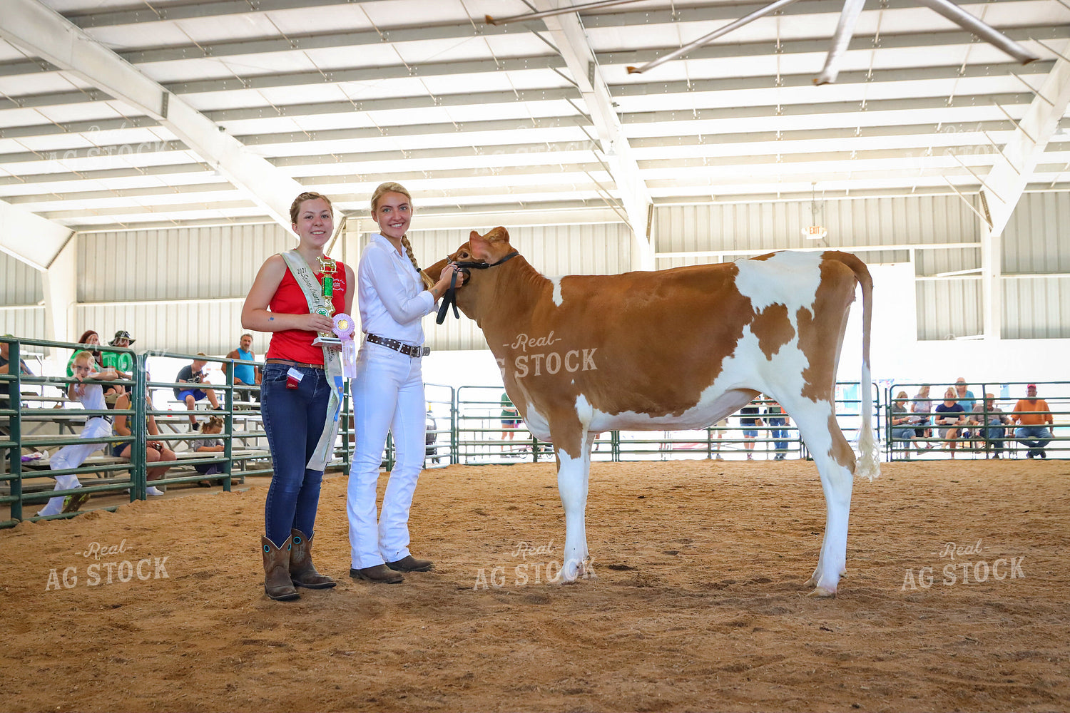 4H Kid Showing Dairy 52211