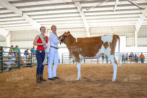 4H Kid Showing Dairy 52211