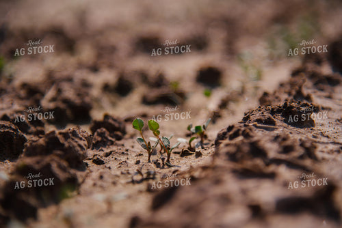 Early Growth Soybeans 137064