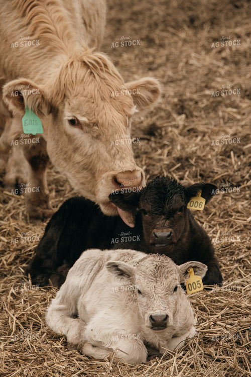 Cow Calf Pair 194049