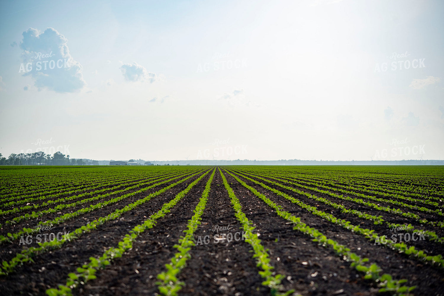 Early Growth Corn Field 136090
