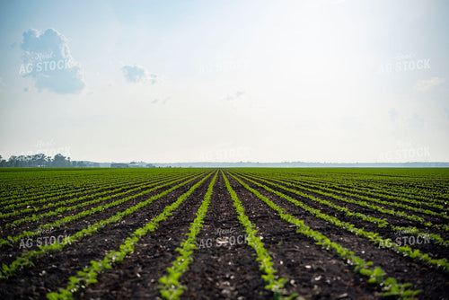 Early Growth Corn Field 136090