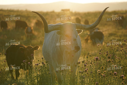Longhorn Cattle 293039