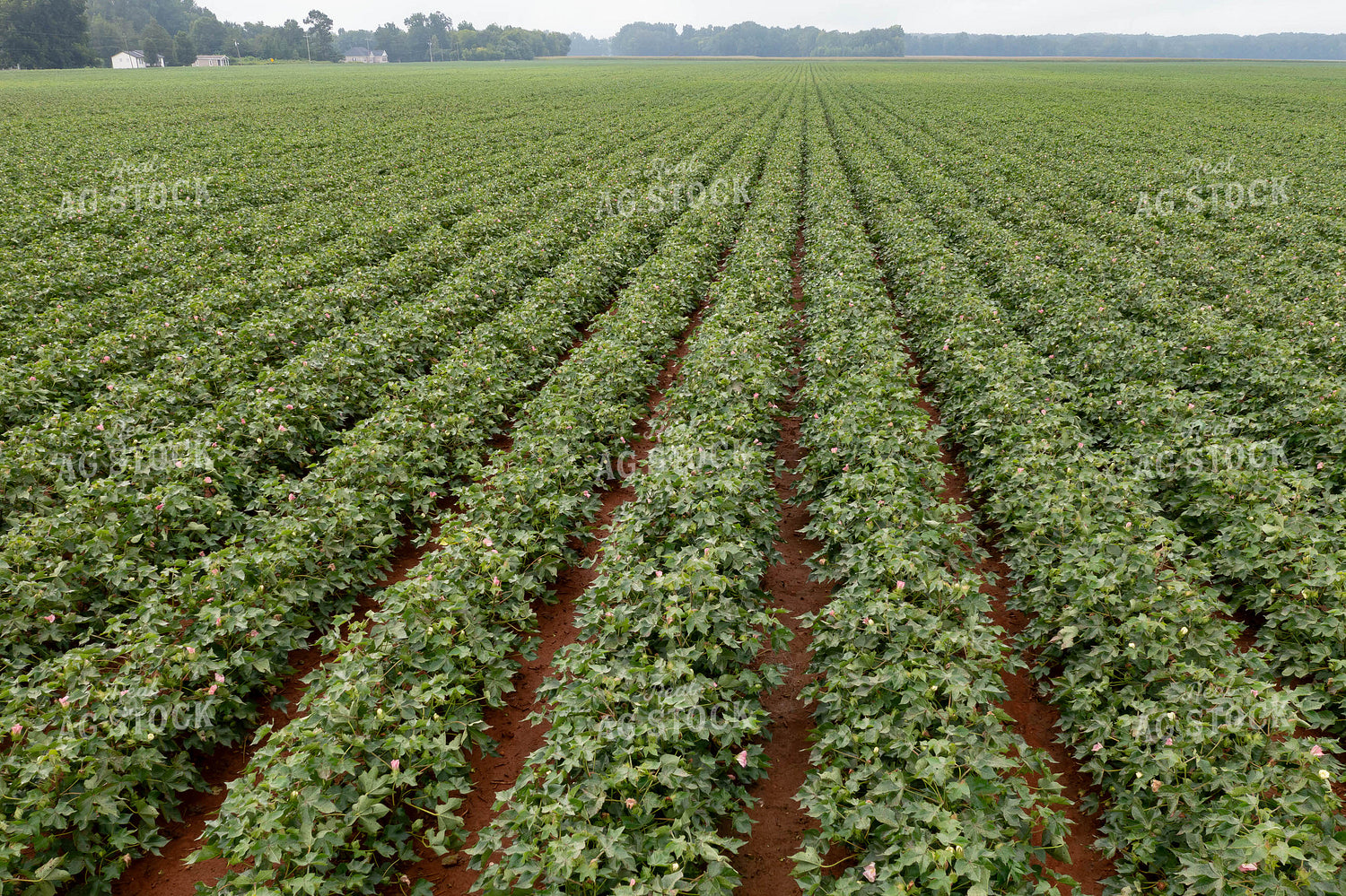 Cotton Field 79368