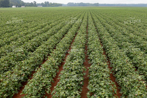 Cotton Field 79368