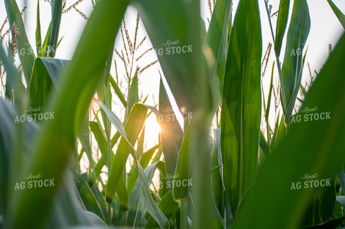 Sun Rays Through Corn 50130