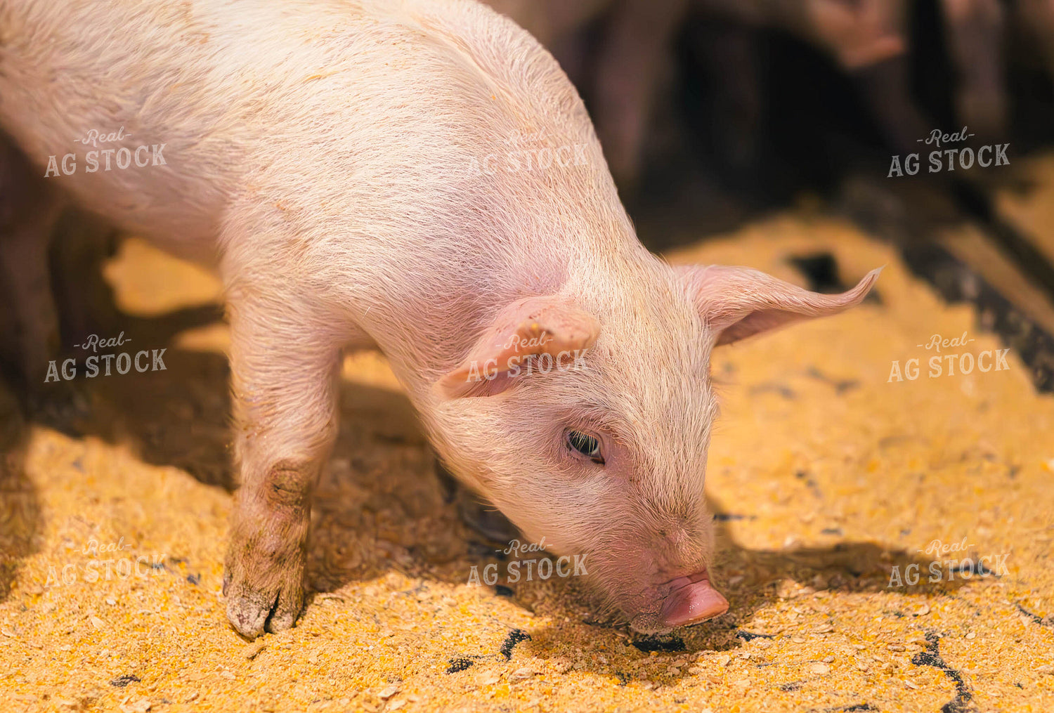 Pig Eating Feed 289063