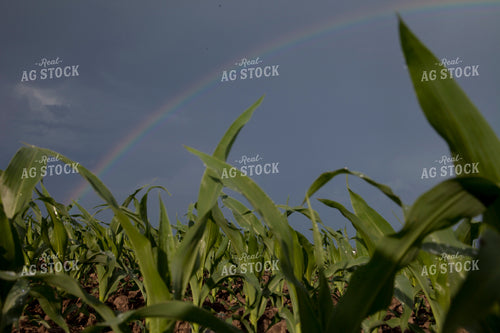 Corn - Mid-Season 1234