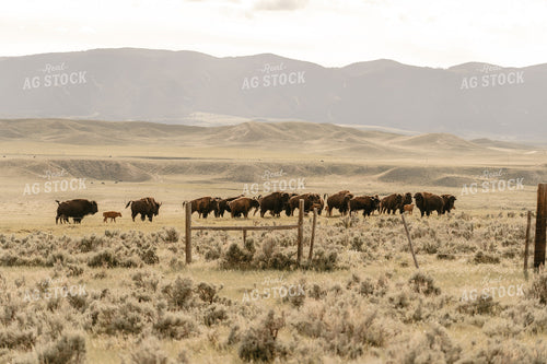 Bison in Pasture 58212