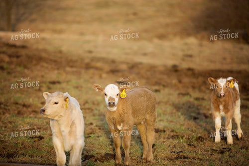 Calf - Charolais and Angus Cross 2238