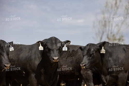 Angus Bulls 72203