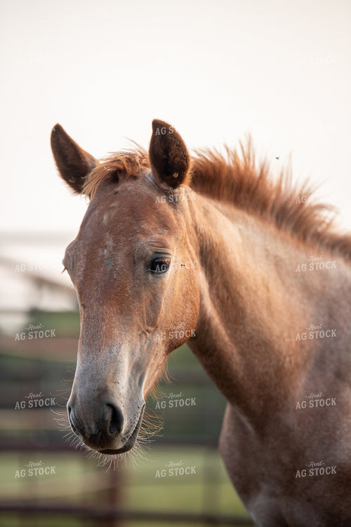 Horse 176015