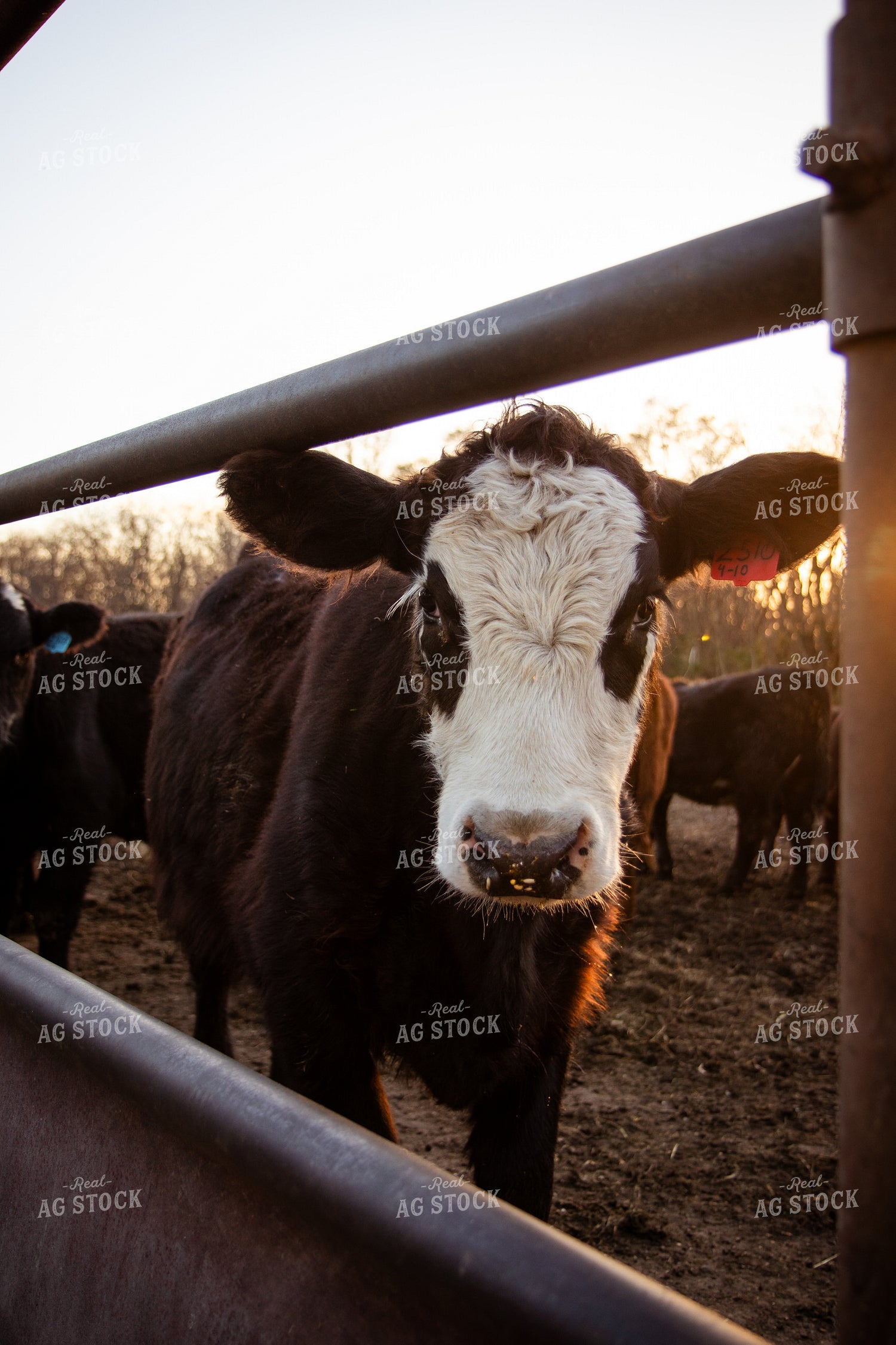 Black Baldy Cattle 268130