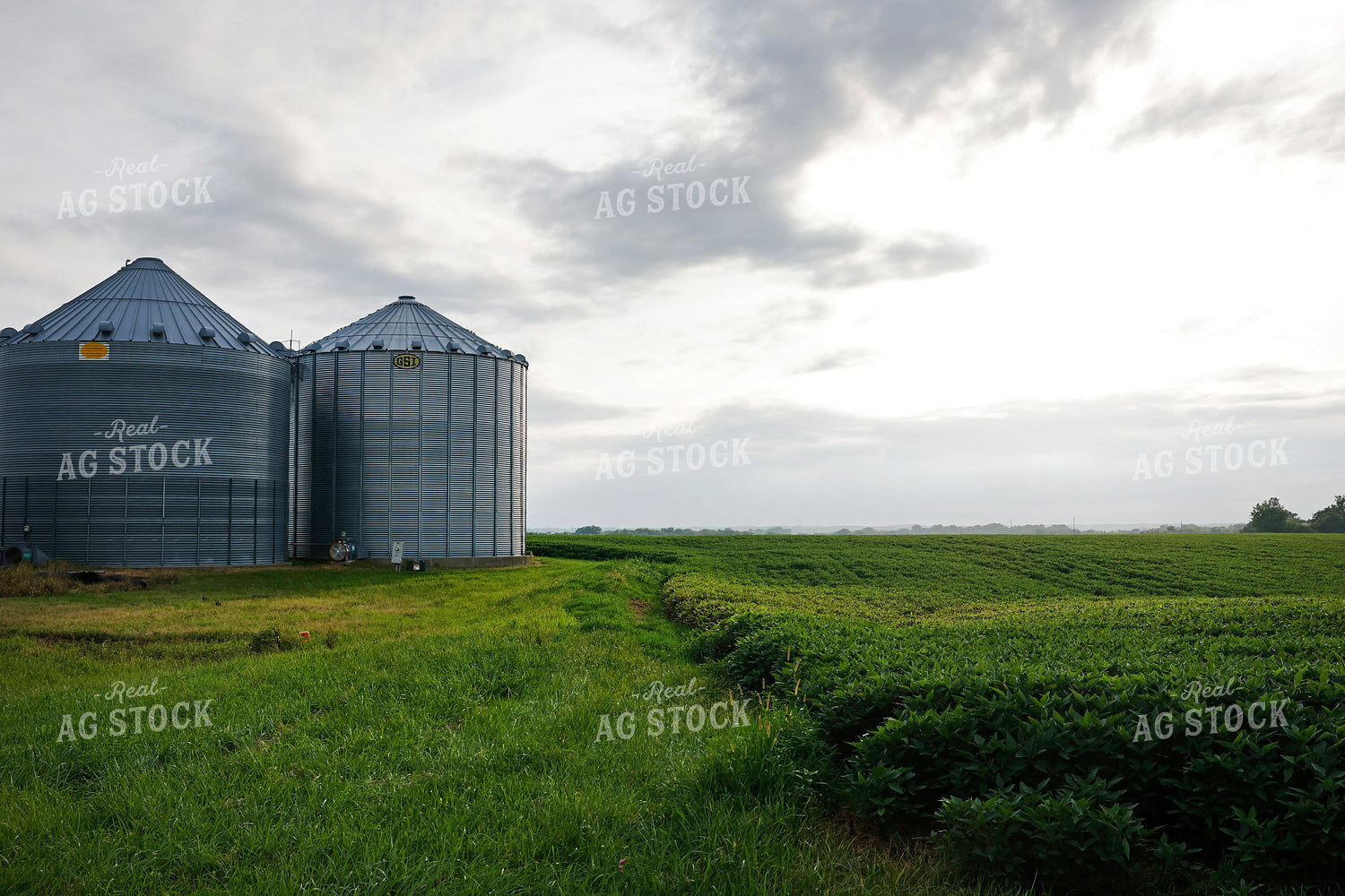 Soybean Field and Grain Bins 129168