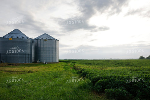 Soybean Field and Grain Bins 129168