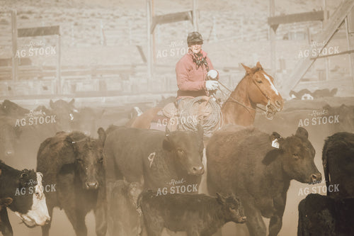 Rancher on Horse with Cattle 78077