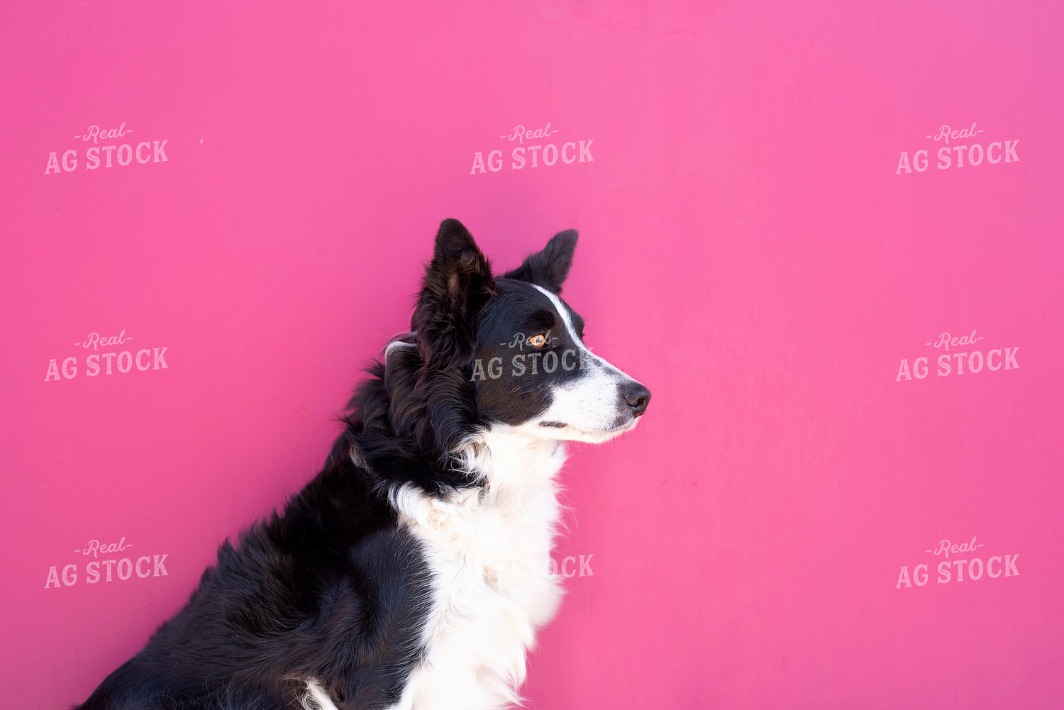 Cattle Dog 69000