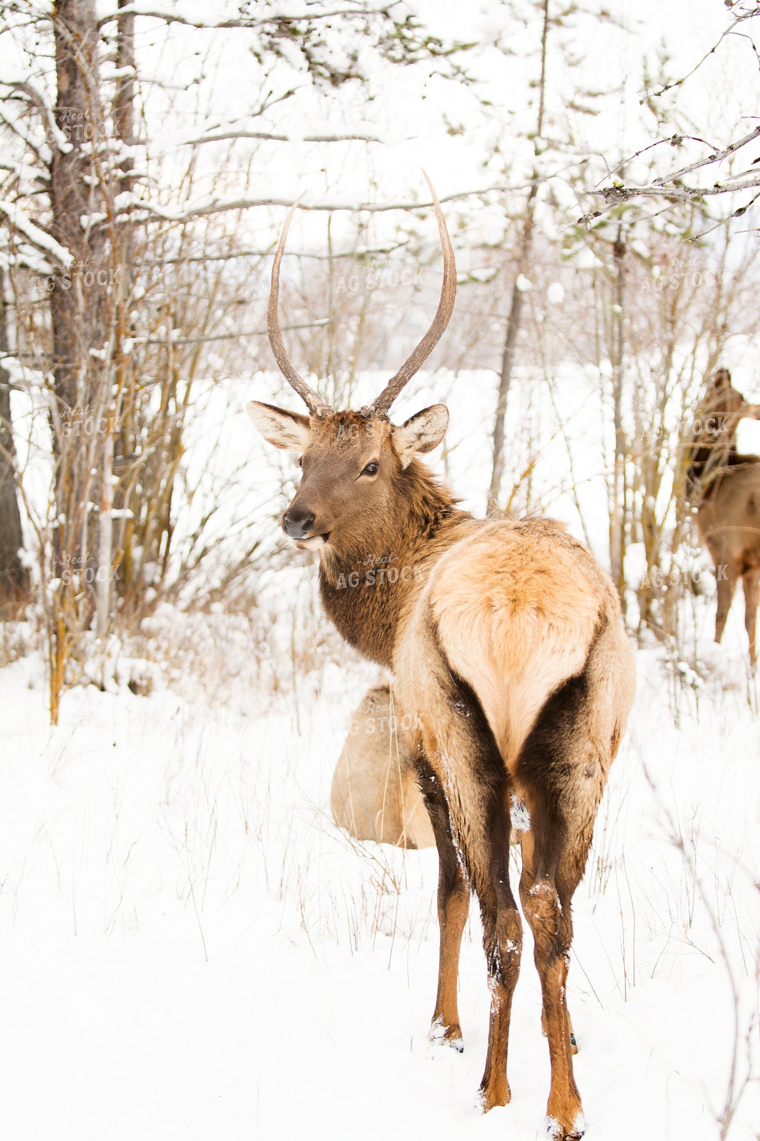 Deer 69034