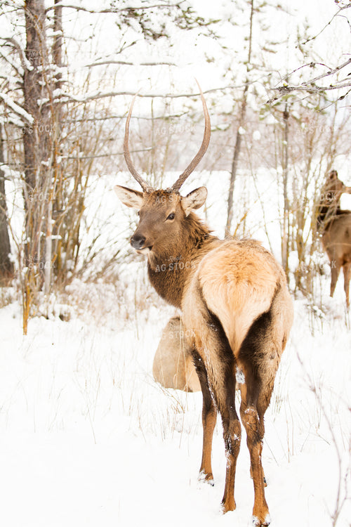 Deer 69034