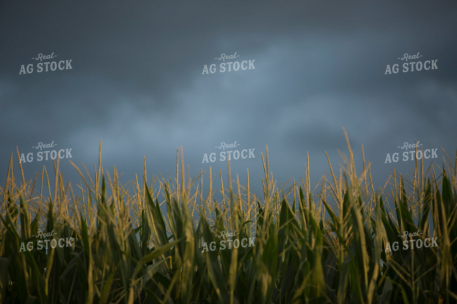 Corn - Mid-Season 1263