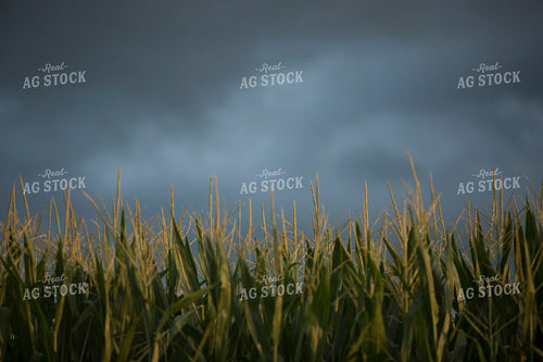 Corn - Mid-Season 1263