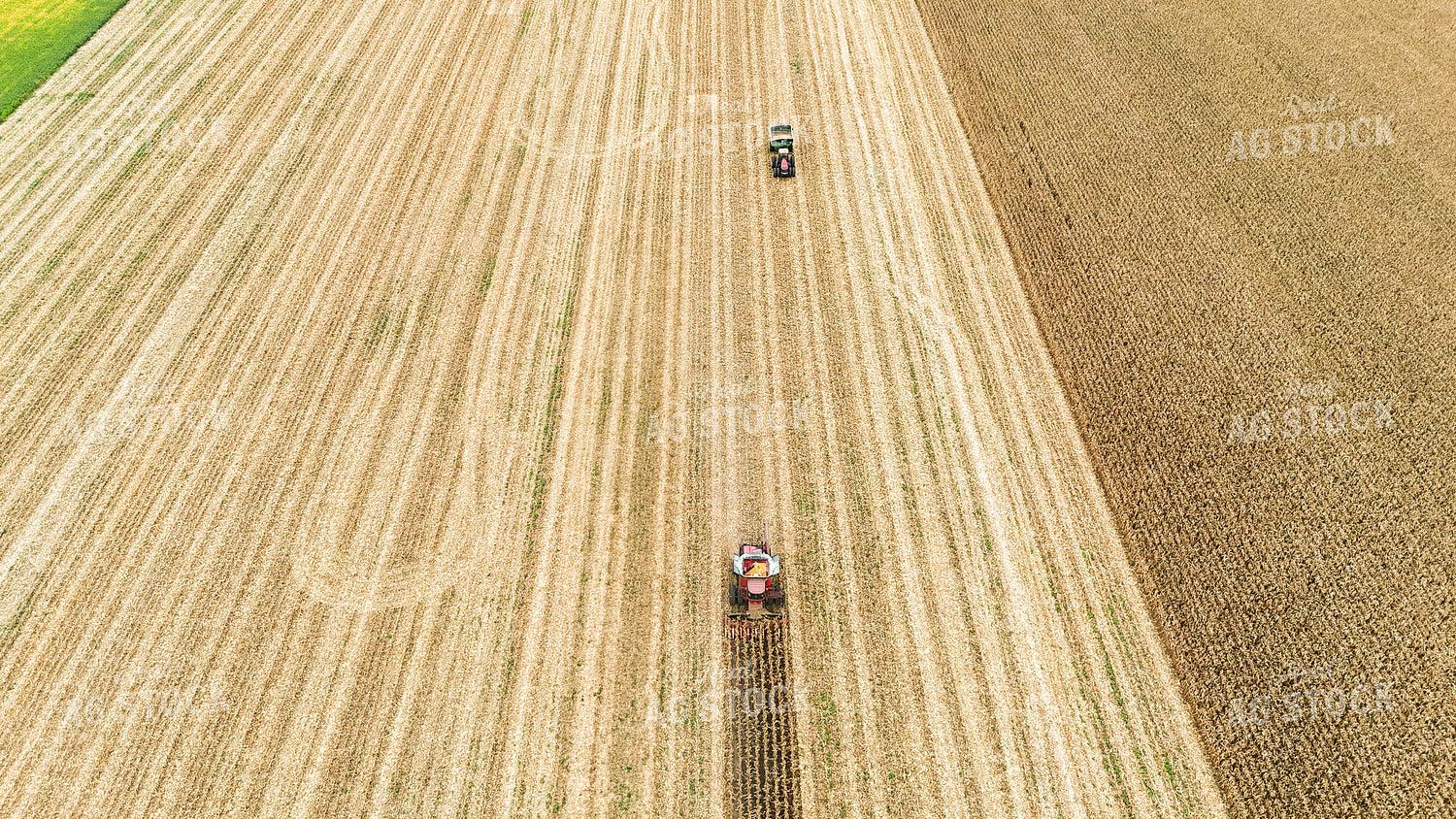 Corn Harvest 191274