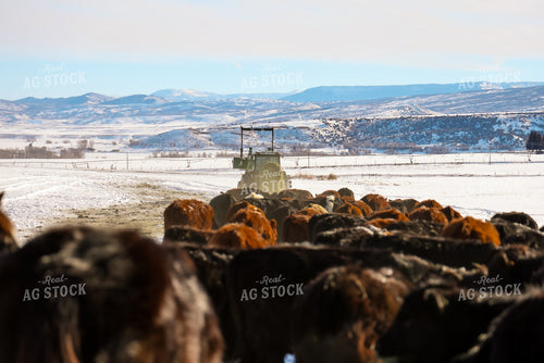 Rancher Feeding out Cattle 163044