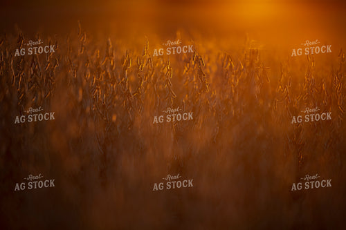 Soybeans - Dry 2488