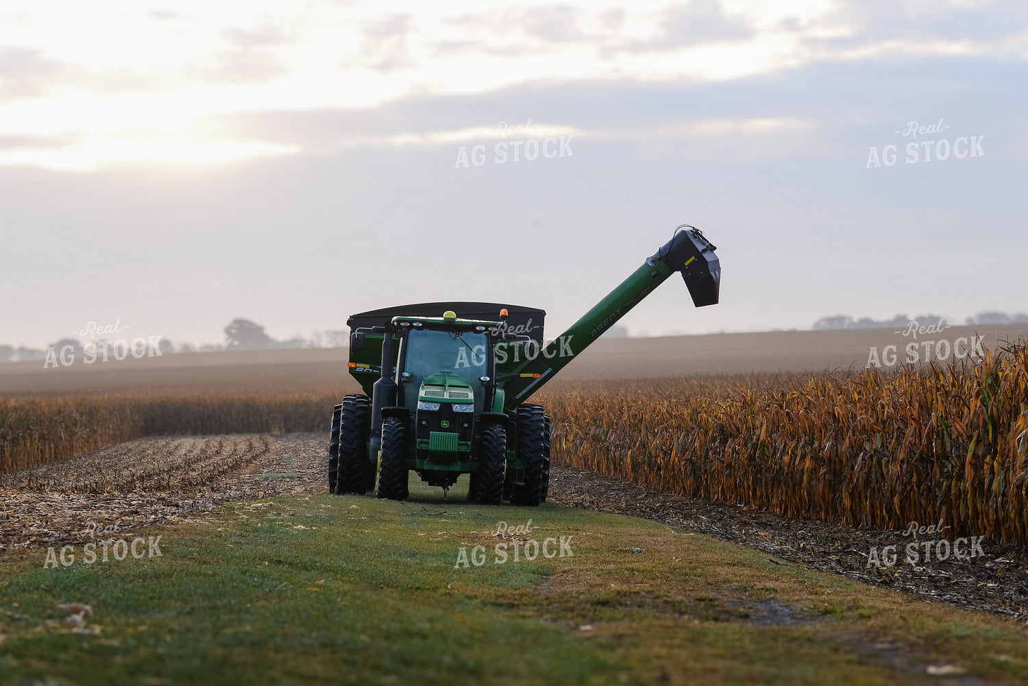 Corn Harvest 151017