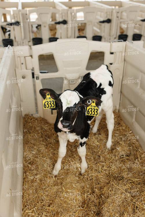 Holstein Calf 152771