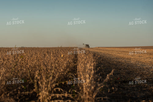 Soybean Harvest 274021