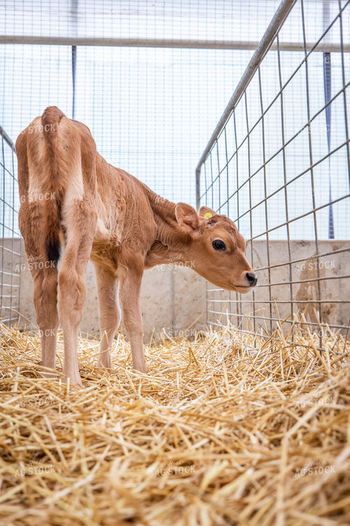Jersey Calves 270466