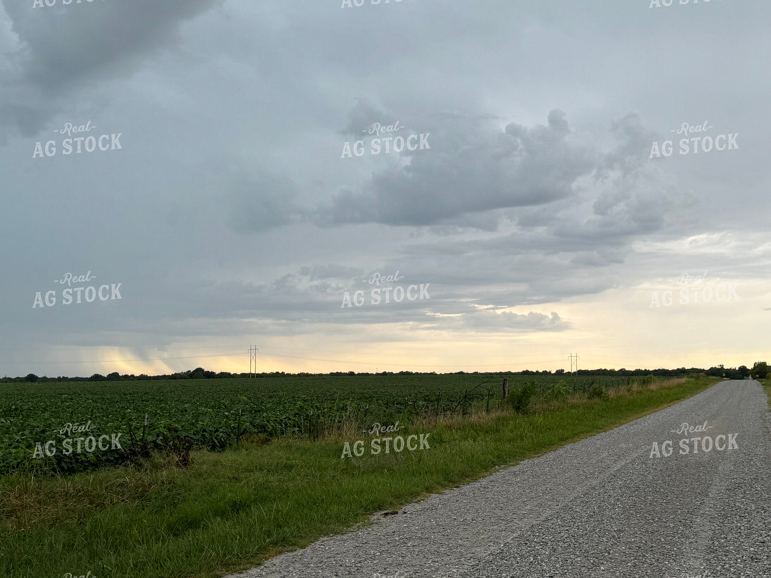 Midseason Soybean Field with Storm Clouds 228018