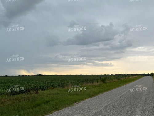 Midseason Soybean Field with Storm Clouds 228018