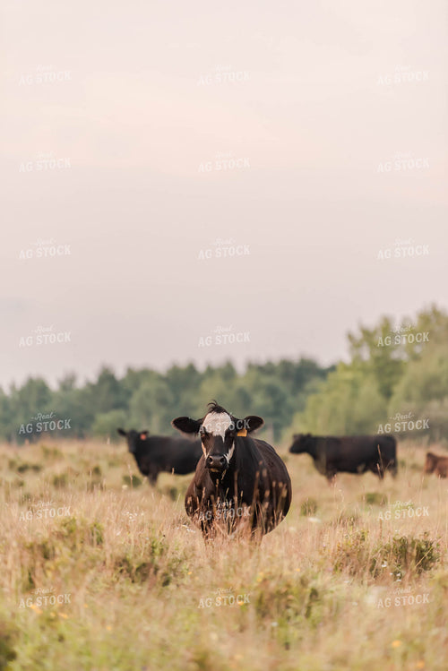Cattle in Pasture 96018