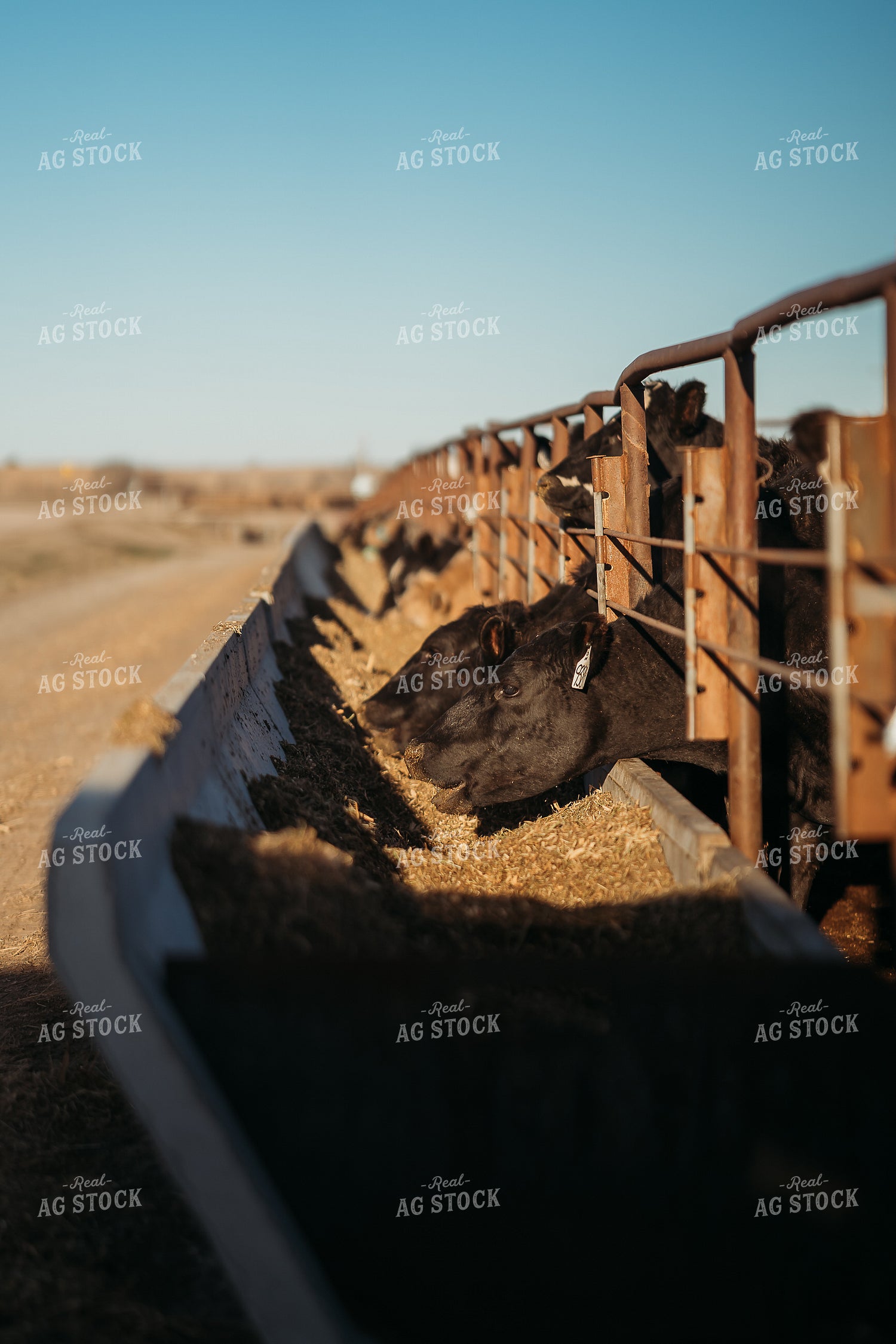 Cattle Eating from Feed Bunk 196202