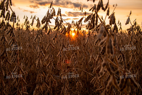 Dried Soybeans at Sunset 25706